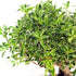 Serissa Variegata Bonsai
