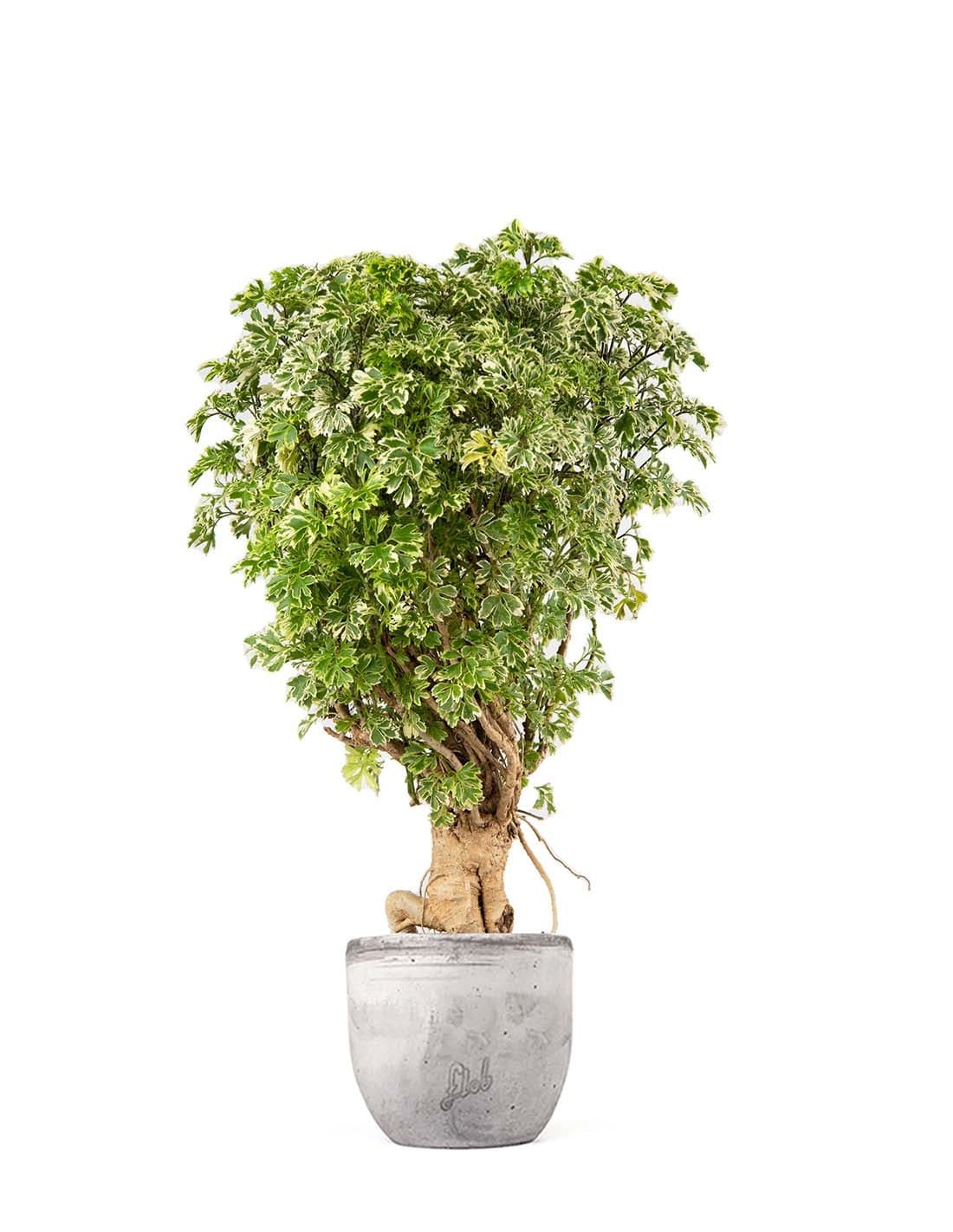 Polyscias Fruticosa variegata