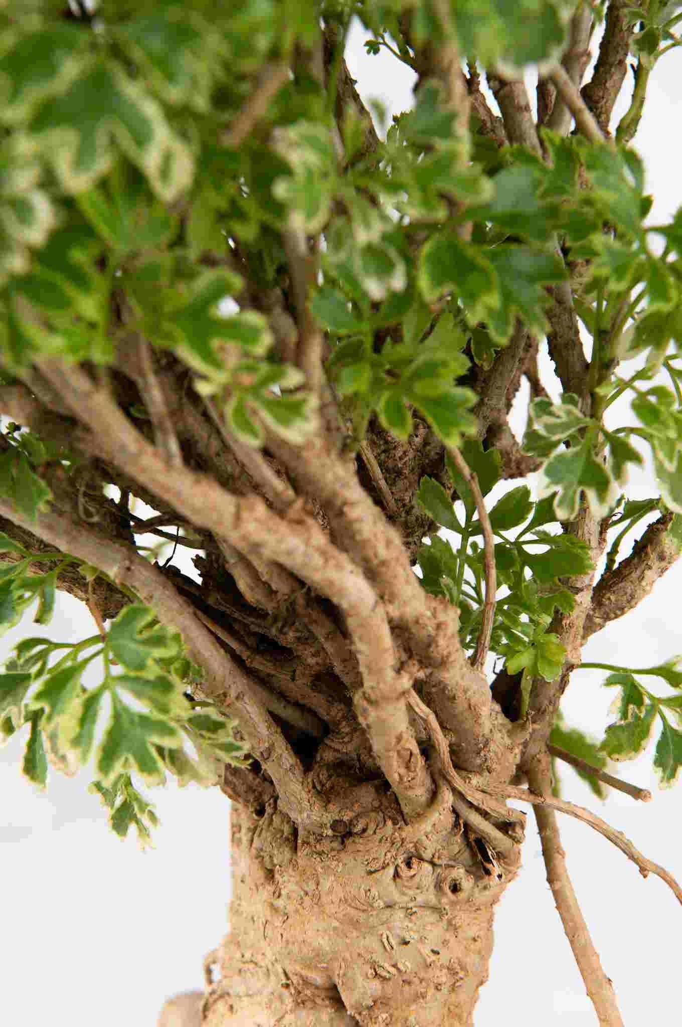 Polyscias Fruticosa variegata