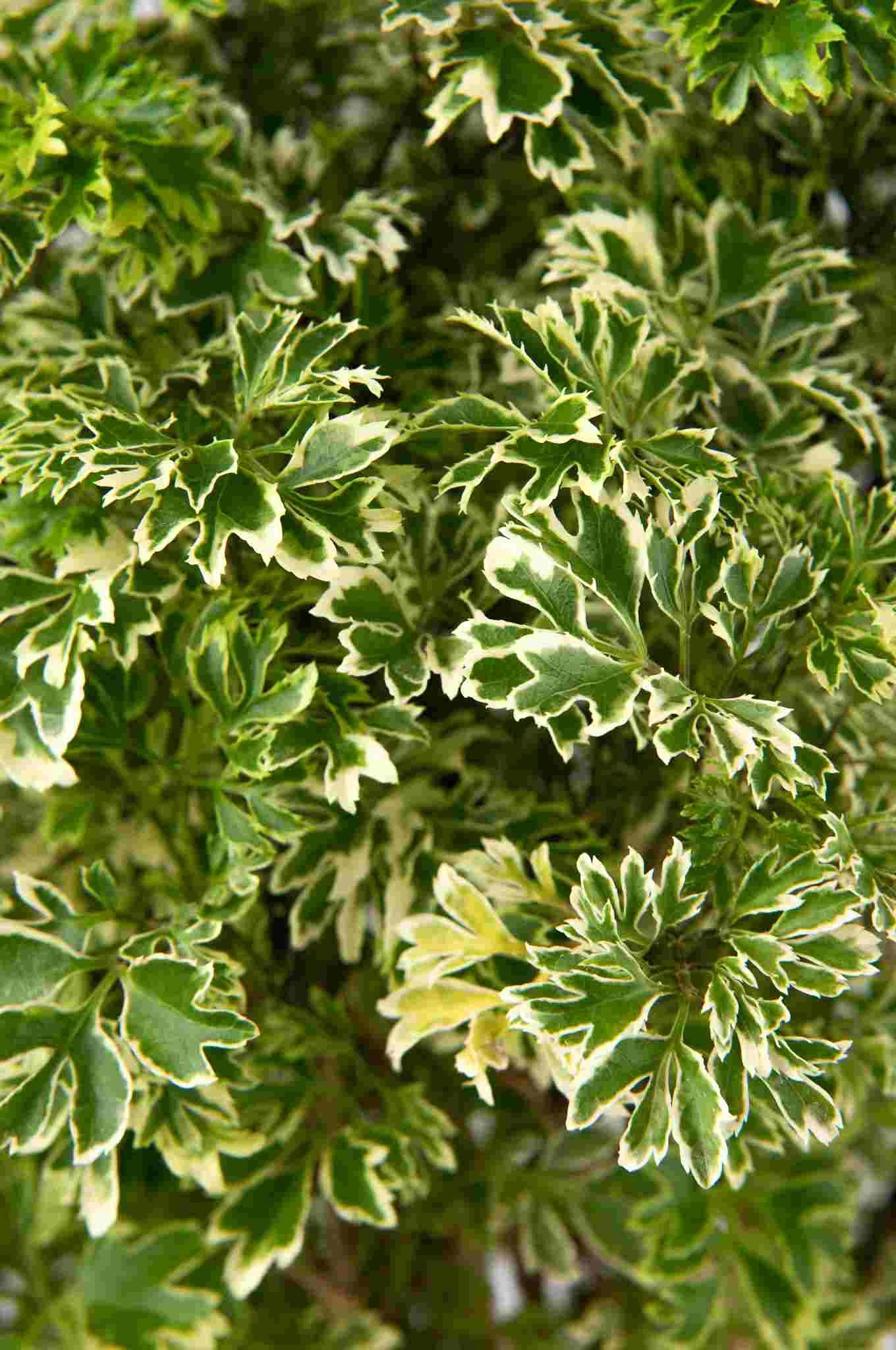Polyscias Fruticosa variegata