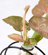 Synognium idroponico rosa | Provetta in vetro con supporto