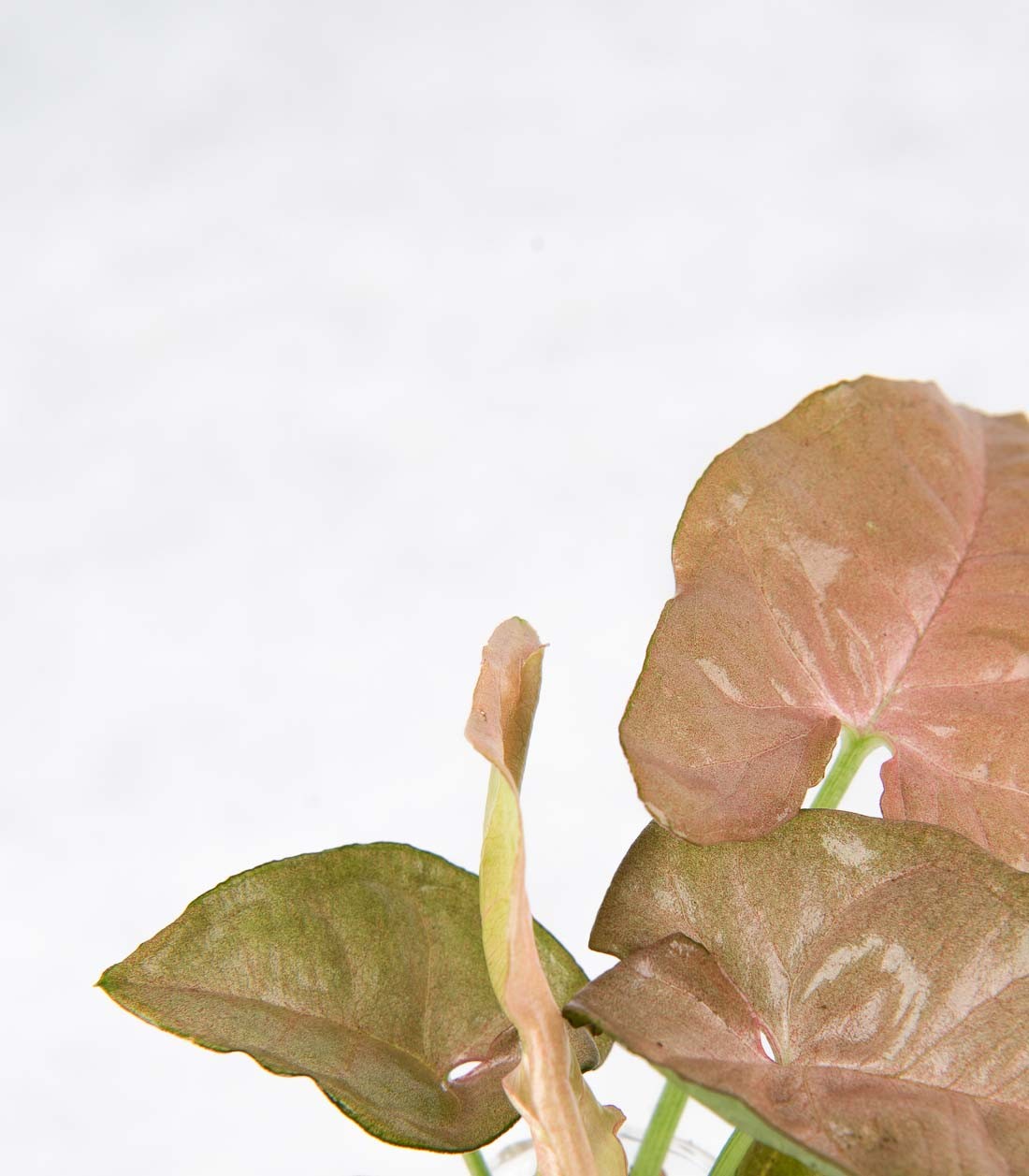 Synognium idroponico rosa | Provetta in vetro con supporto