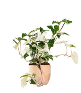 Syngonium podophyllum ‘bianco’ variegato