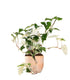 Syngonium podophyllum ‘bianco’ variegato