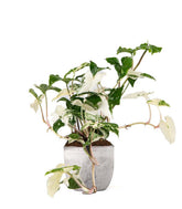Syngonium podophyllum ‘bianco’ variegato