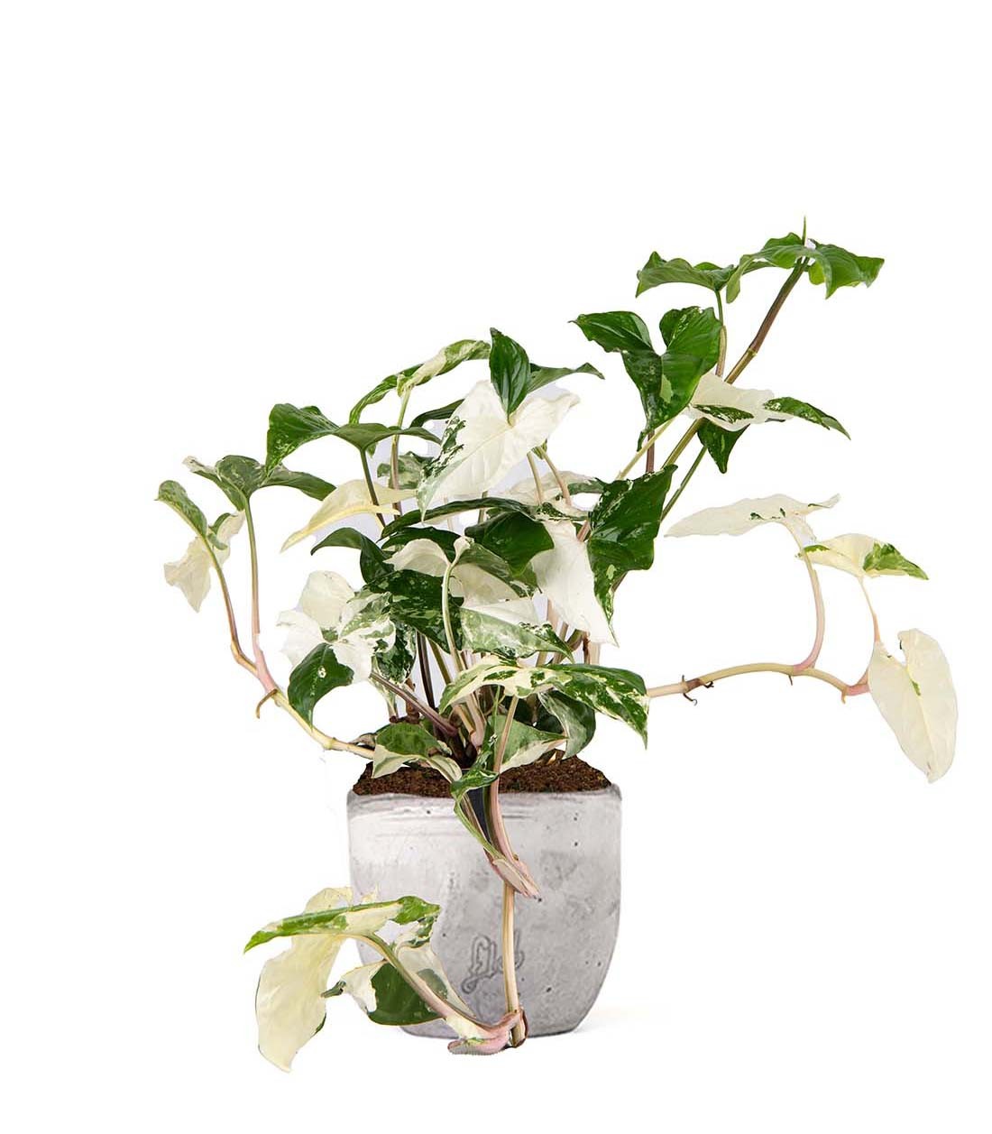 Syngonium podophyllum ‘bianco’ variegato