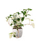 Syngonium podophyllum ‘bianco’ variegato