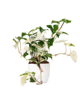Syngonium podophyllum ‘bianco’ variegato