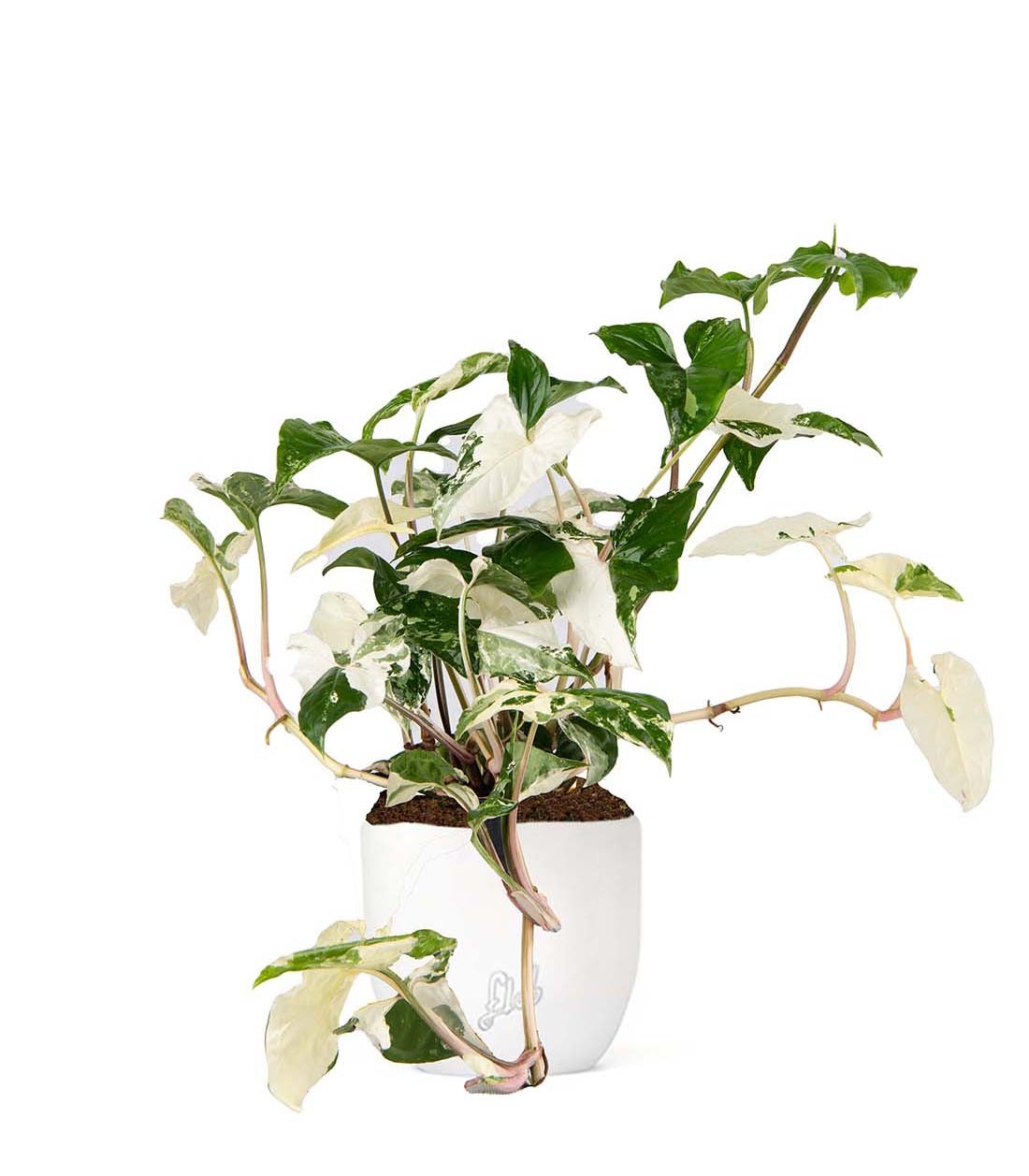 Syngonium podophyllum ‘bianco’ variegato