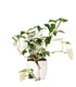 Syngonium podophyllum ‘bianco’ variegato