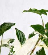 Syngonium podophyllum ‘bianco’ variegato