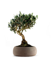 Olivo L