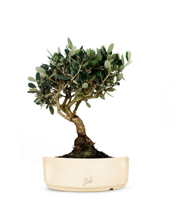 Olivo L