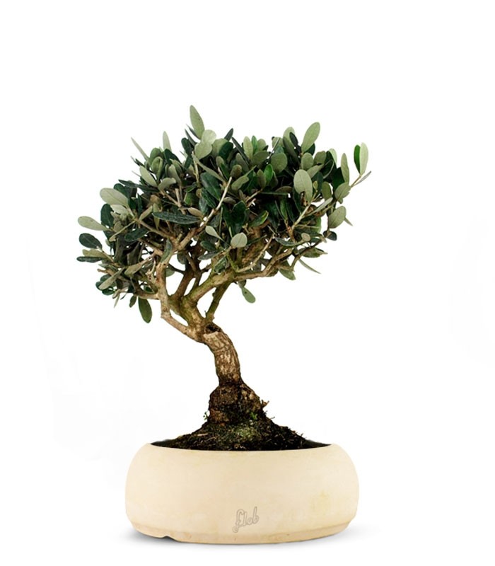 Olivo L