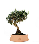 Olivo L