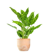 Calathea leopardina