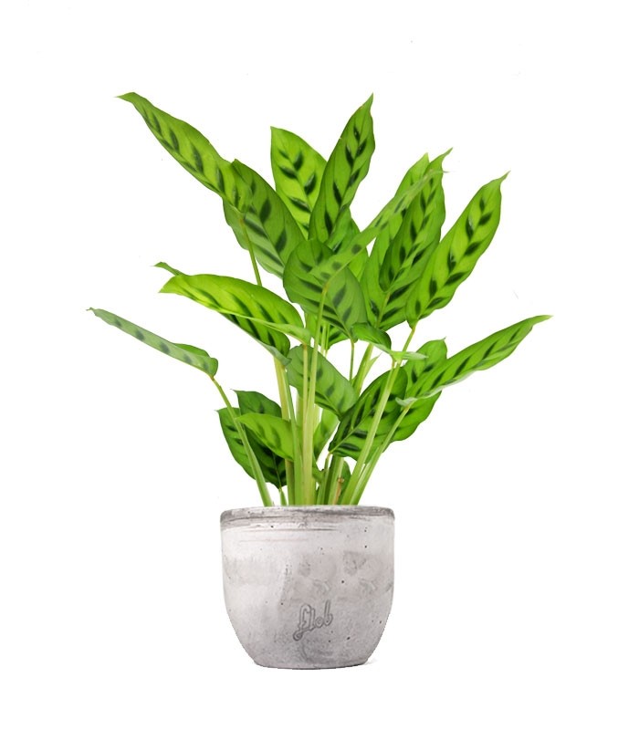 Calathea leopardina