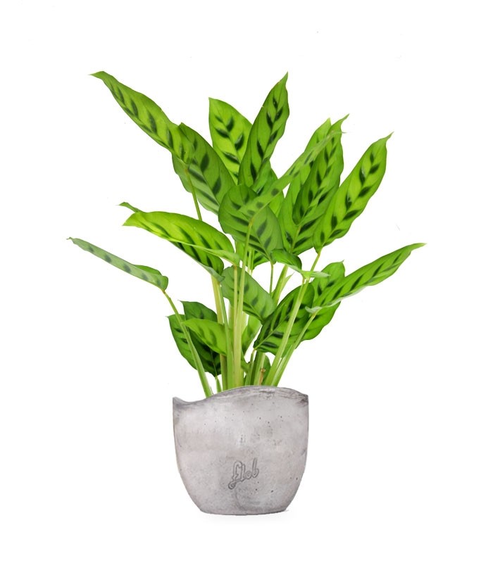 Calathea leopardina