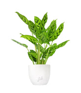 Calathea leopardina