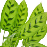 Calathea leopardina