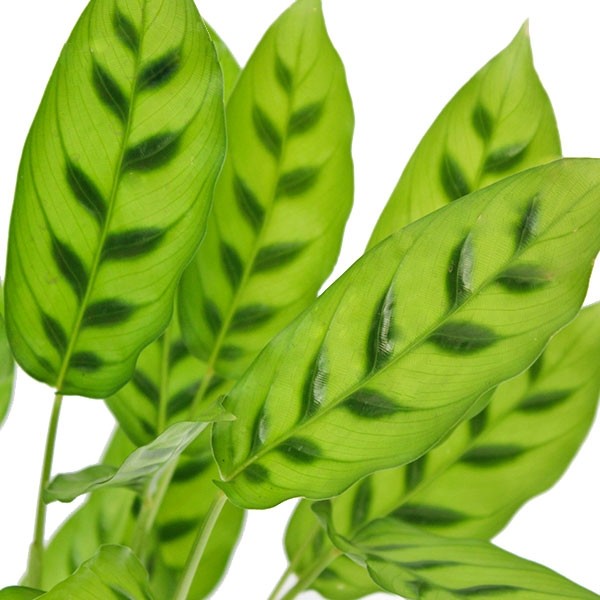 Calathea leopardina