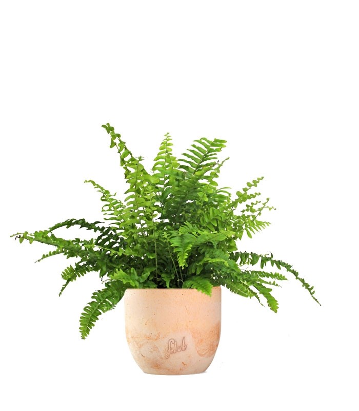 Felce Nephrolepis Obliterata