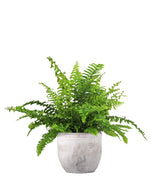 Felce Nephrolepis Obliterata
