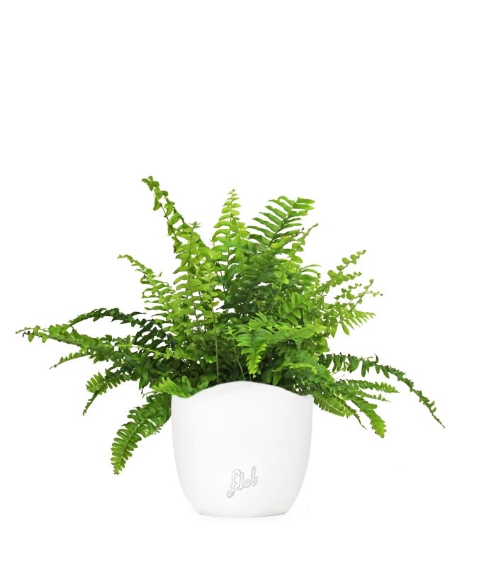 Felce Nephrolepis Obliterata