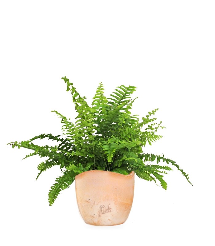 Felce Nephrolepis Obliterata