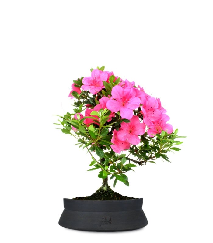 Azalea Bonsai