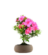 Azalea Bonsai