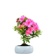 Azalea Bonsai