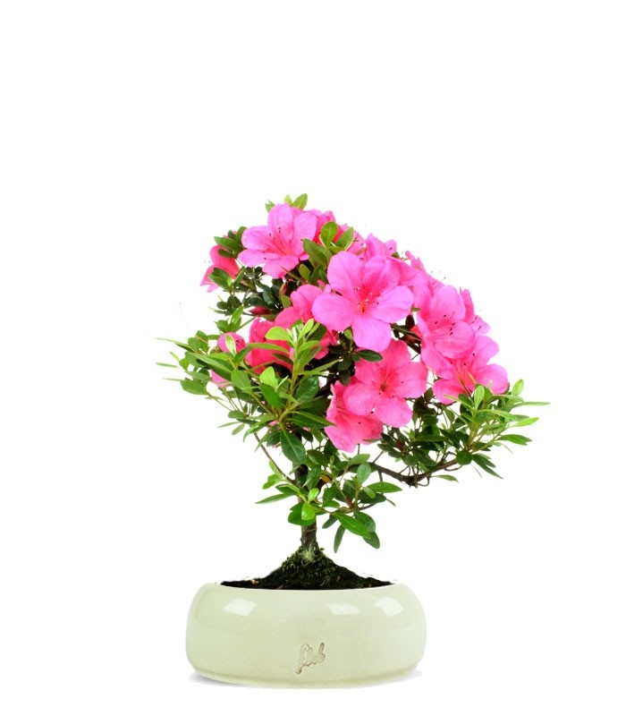 Azalea Bonsai