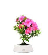 Azalea Bonsai