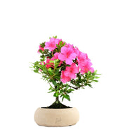 Azalea Bonsai