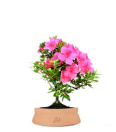 Azalea Bonsai