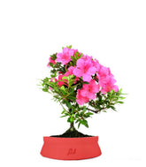 Azalea Bonsai
