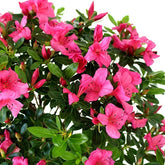 Azalea Bonsai