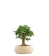 Olmo zelkova alberello 