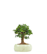 Olmo zelkova alberello 