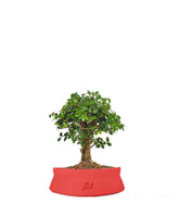 Olmo zelkova alberello 