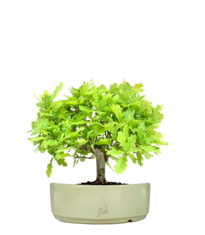 Quercia