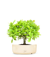 Quercia