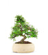 Olmo bonsai  M