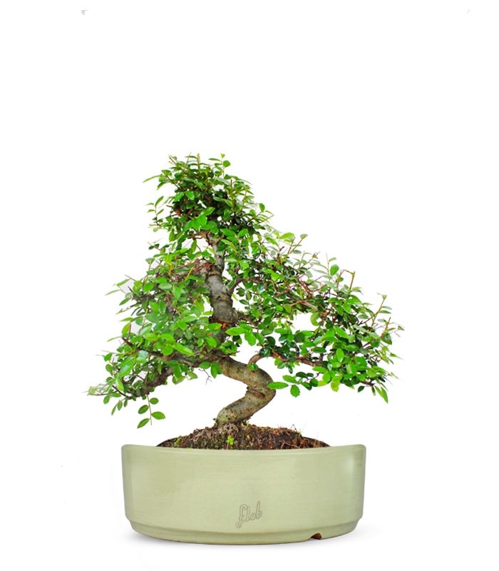 Olmo bonsai  M