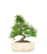Olmo bonsai  M