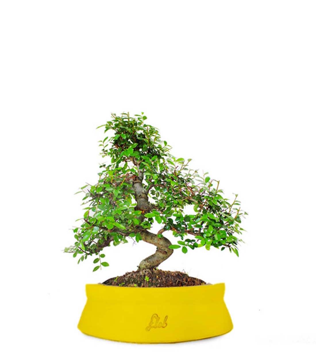 Olmo bonsai  M