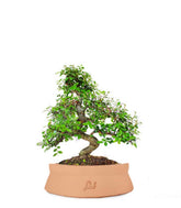 Olmo bonsai  M