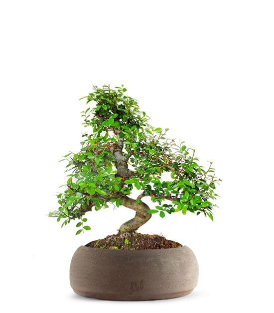Olmo bonsai  M