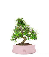 Olmo bonsai  M